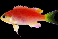 এই মাছটির সঙ্গে মার্কিন প্রেসিডেন্ট ওবামার ‘গভীর’ সম্পর্ক!