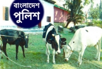 গাইবান্ধায় গরু নিয়ে বিপাকে পুলিশ