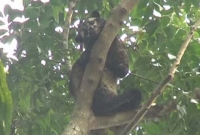 গাছের ডালে অদ্ভূত প্রাণী দেখে নাটোরে তোলপাড়!