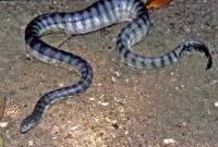 পুণের একটি বাড়ি থেকে ৭২ টি সাপ উদ্ধার