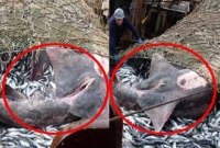 মৎস্যজীবীরা ভেবেছিলেন প্রচুর মাছ উঠেছে, কিন্তু পরে যা দেখলেন তাতে আপনিও আঁতকে উঠবেন