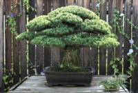 ৩৯১ বছরের ইতিহাসের সাক্ষী এই জাপানি বনসাই, পরমাণু বিস্ফোরণ থেকে স্বাধীনতার ইতিবৃত্ত