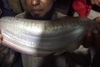 বাগেরহাটে মাছের গায়ে ‘আল্লাহ’ নাম, মাছটি দেখতে উৎসুক জনতার ভিড়