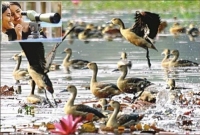 জাবিতে আগামীকাল  পাখিমেলা জাবিতে আগামীকাল  পাখিমেলা