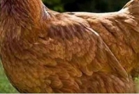 কোটি কোটি ডলার সম্পত্তি রয়েছে এই মুরগিটির নামে!