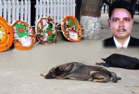 এমপি লিটনের কবরের পাশে অভুক্ত দুই পোষ্য কুকুর!