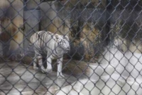 বাঘের খাঁচায় তরুণীর ঝাঁপ! অতপর যা হলো...