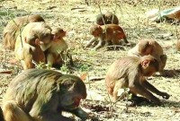 সিলেটে বানরের উপদ্রবে অতিষ্ঠ এলাকাবাসীর আন্দোলনের হুমকি