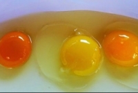 কোন ডিমটা সুস্থ মুরগির বলুন তো?