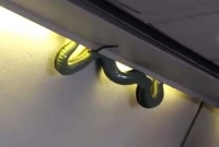 বিমানের ভেতর সাপ, এমিরেটস এয়ারলাইন্সের ফ্ল্যাইট বাতিল