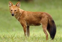 ৫০ টাকা করে চাঁদা তুলে টাঙ্গাইলে শিয়ালের মাংসে পিকনিক