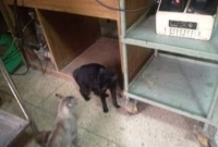 সিলেট ওসমানী মেডিকেলে বিড়াল আতংক,  ব্যবস্থা নিচ্ছে না কর্তৃপক্ষ