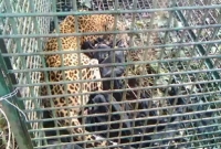 হঠাৎ লোকালয়ে চিতাবাঘ, দাঁত ভেঙে যেভাবে ধরা পড়ল খাঁচায়