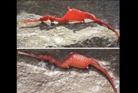 এবার বাস্তবেই ধরা পড়ল এই সিড্রাগন!