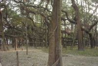 ১২২ বছরের এই বৃক্ষ এখন রোগাক্রান্ত, বাঁচাতে চলছে চিকিৎসা