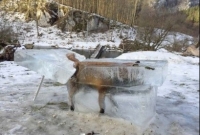 নদীতে পড়া মাত্রই জমে বরফ হয়ে গেল শেয়াল!