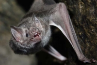 জন্তু-জানোয়ার নয়, মানুষের রক্ত চুষে নিচ্ছে এই বাঁদুর!