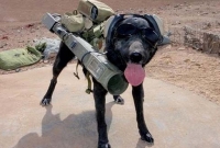 মানববোমার বদলে পশুবোমা! কুকুরের ওপরই আস্থা রাখছে জঙ্গিরা!