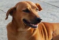 জেনে নিন, হঠাৎ কুকুর তাড়া করলে কী করবেন