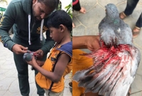 রক্তাক্ত পায়রাটি প্রাণ পেল ছোট্ট শিশু ইউসুফের হাতে! ভিতরের গল্প পড়লে বিস্মিত হবেন সবাই