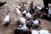 কবুতর নিয়ে দুই শিক্ষকের ঝগড়া, ইউএনও’র কাছে নালিশ