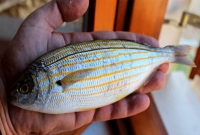 ভুলেও খাবেন না এই মাছ!