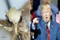 ট্রাম্পের নামে ছোট্ট এই পতঙ্গের নামকরণ, কেন জানেন?