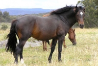 আসামিদের অব্যাহতি, ঘোড়ার মাংস খাওয়া নিয়ে যা বললেন আদালত