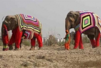 শীতপোশাকে খুব আনন্দে ঘুরছে হাতির দল