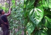 ভারতের এলসি পানের কারণে ঝিনাইদহের পান চাষীরা ব্যাপক লোকশানে