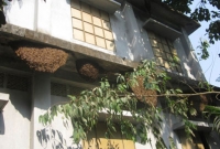 মৌমাছির ভয়ে স্কুলে যাচ্ছে না এই গ্রামের শিক্ষার্থীরা