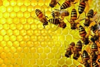 মধ্যপ্রদেশে মৌমাছির কামড়ে পুলিশ সদস্যের মৃত্যু