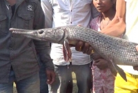 হঠাৎ লাফিয়ে কূলে উঠল কুমিরের মতো এই অদ্ভুত মাছ! এলাকাজুড়ে চাঞ্চল্য