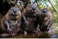  ৪০০ বছর পর ব্রিটেনে ফিরল এই প্রাণী, যা বদলে দেবে 'ভূগোল'