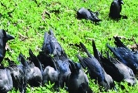 বার্ড ফ্লুতে রাজশাহীতে ঝাঁকে ঝাঁকে কাকের মৃত্যু