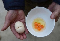 এক ডিমে ৫ কুসুম, হতভম্ব গৃহিনী!