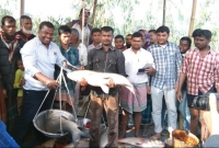 লালমনিরহাটে বিশাল বিশাল মাছ নিয়ে মৎস্য মেলা
