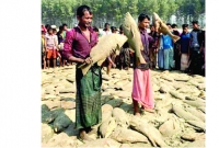 এক খেপেই ধরা পড়লো ৭ লাখ টাকার লাল দাতিনা