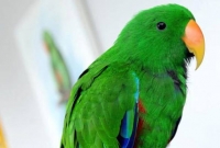 পোষা টিয়ার হদিশ পেতে ২৫ হাজার টাকা পুরস্কার ঘোষণা