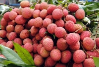 ভারতে লিচু খেয়ে ১০৩ শিশুর মৃত্যু