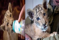 এবার সিংহ ও বাঘের জন্ম দেওয়া সন্তানকে নিয়ে হইচই চিড়িয়াখানায়