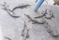 পুকুরচুরি! ৪৩টি কুমিরের বাচ্চা উধাও