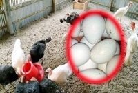 রংপুরে এই ডিমের হালি ৮০০ টাকা, এলাকায় চাঞ্চল্য