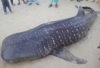 মানুষের থেকেও বড় মাছ! এই মৎস্য-দানবকে নিয়ে চাঞ্চল্য