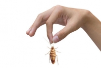 ঘুমাচ্ছেন, সাবধান! নাক দিয়ে ঢুকতে পারে তেলাপোকা