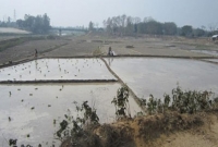 একটি জেলার ১২ নদী শুকিয়ে কাঠ, সেচ দিয়ে চলছে চাষাবাদ