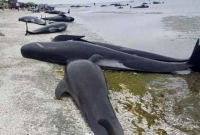 সমুদ্র সৈকতে রহস্যজনক ভাবে ভেসে উঠল চারশতাধিক তিমি!