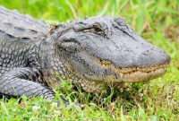 গলফ কোর্সে কুমিরের আক্রমণের শিকার হলেন গলফার