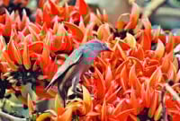 ফাগুনের আগুন 'বাসন্তী'