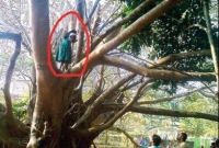 মাধ্যমিক পরীক্ষা এড়াতে ছাত্রী উঠে পড়ল বটগাছে!